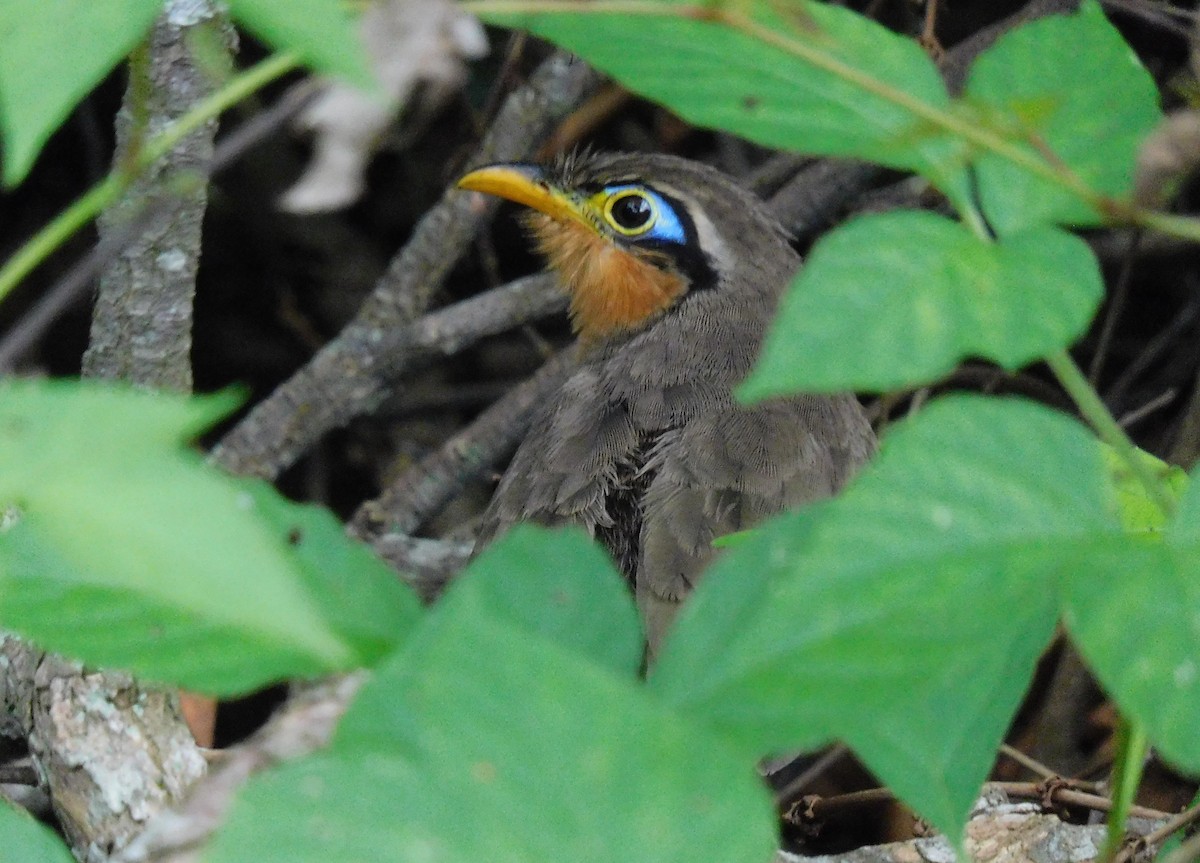 Lesser Ground-Cuckoo - ML643383061