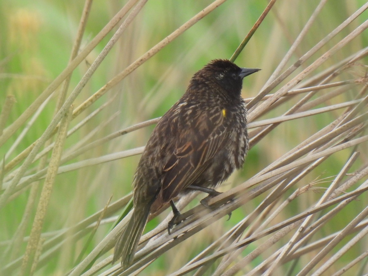 Yellow-winged Blackbird - ML643383068