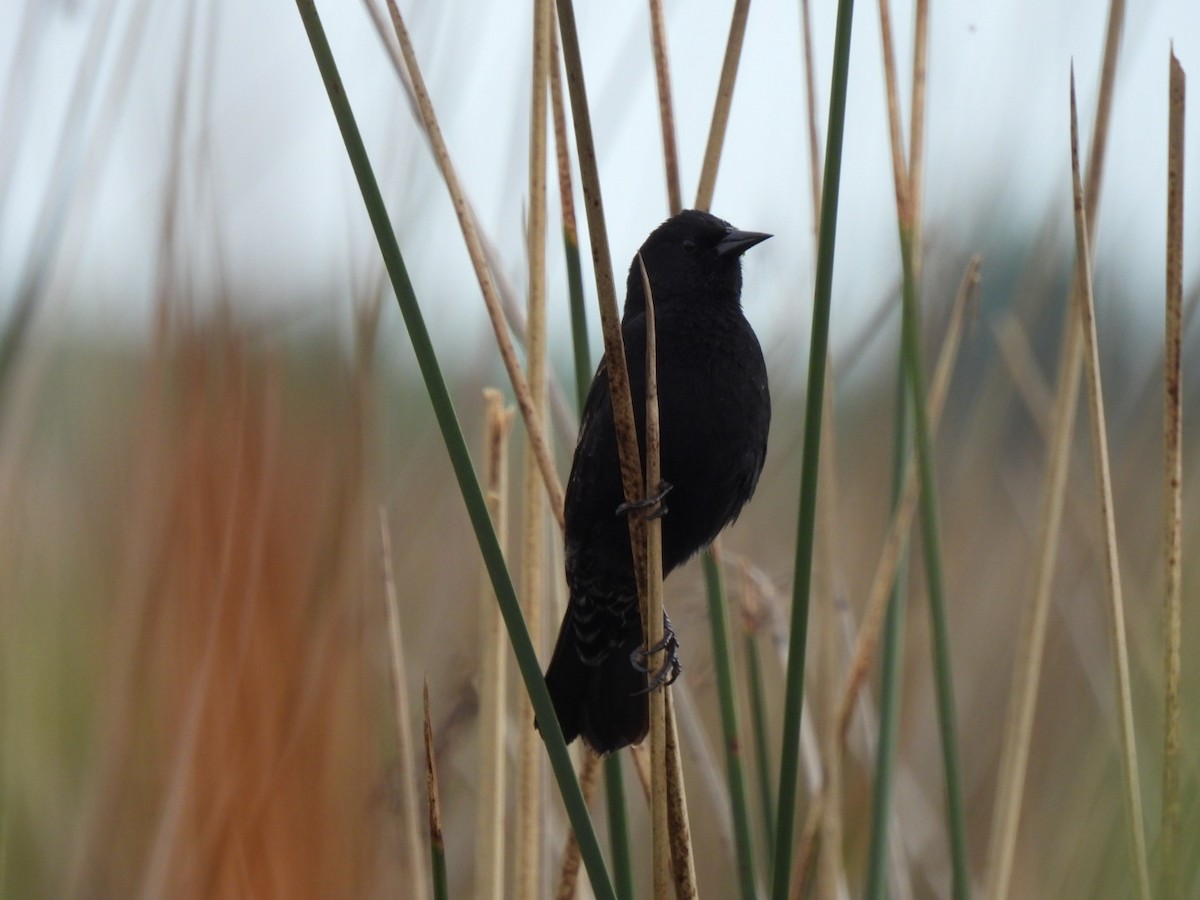 Yellow-winged Blackbird - ML643383069