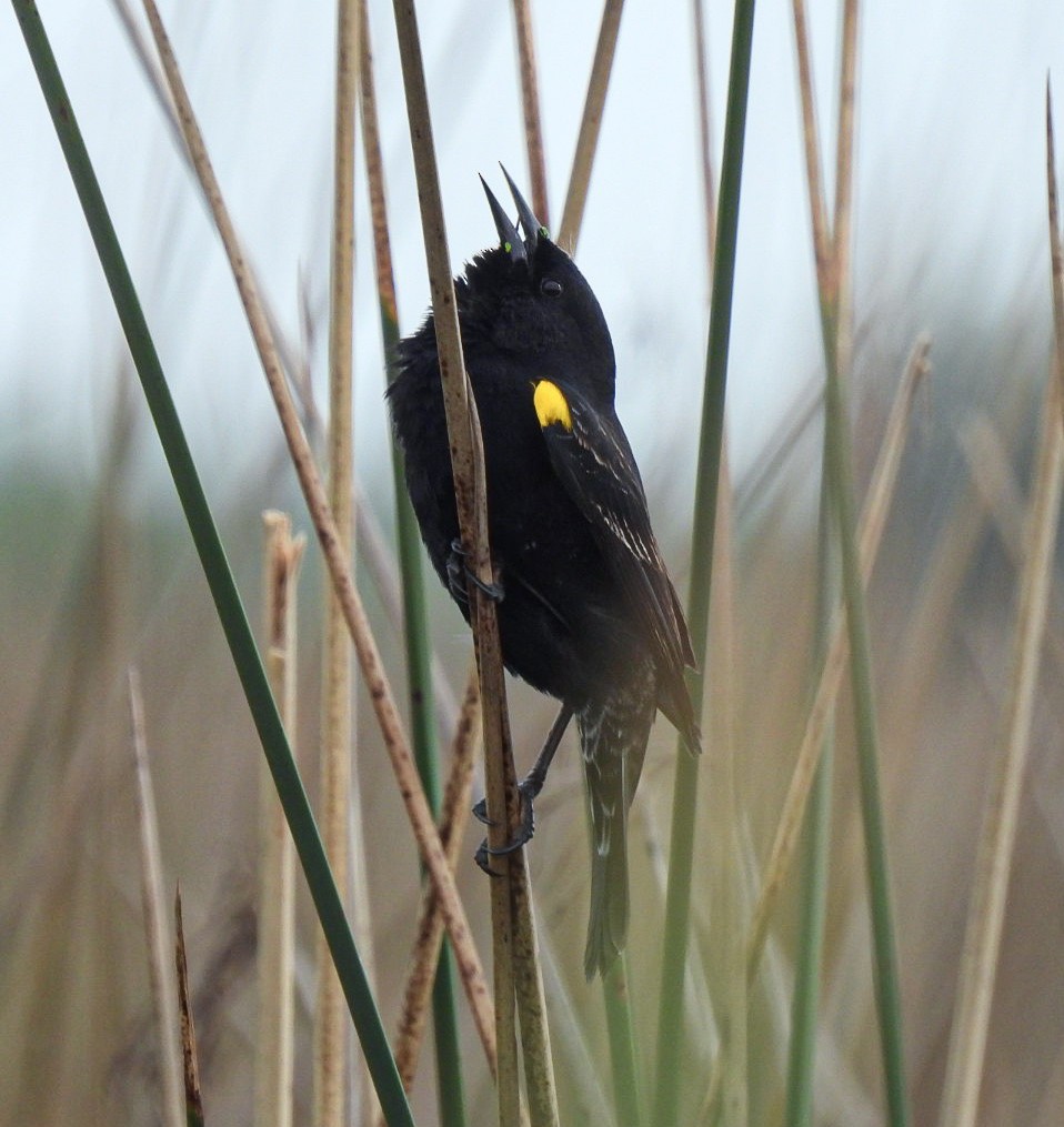 Yellow-winged Blackbird - ML643383070
