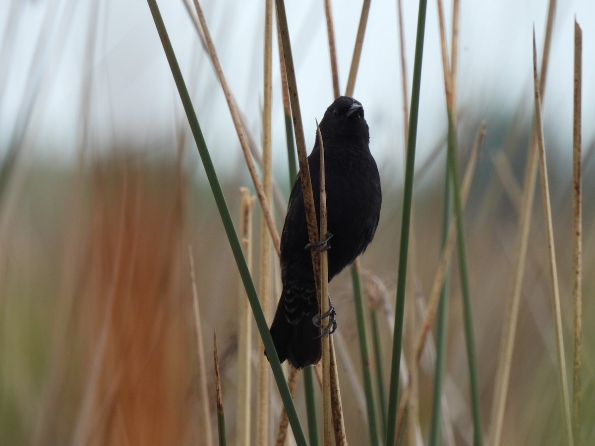 Yellow-winged Blackbird - ML643383071