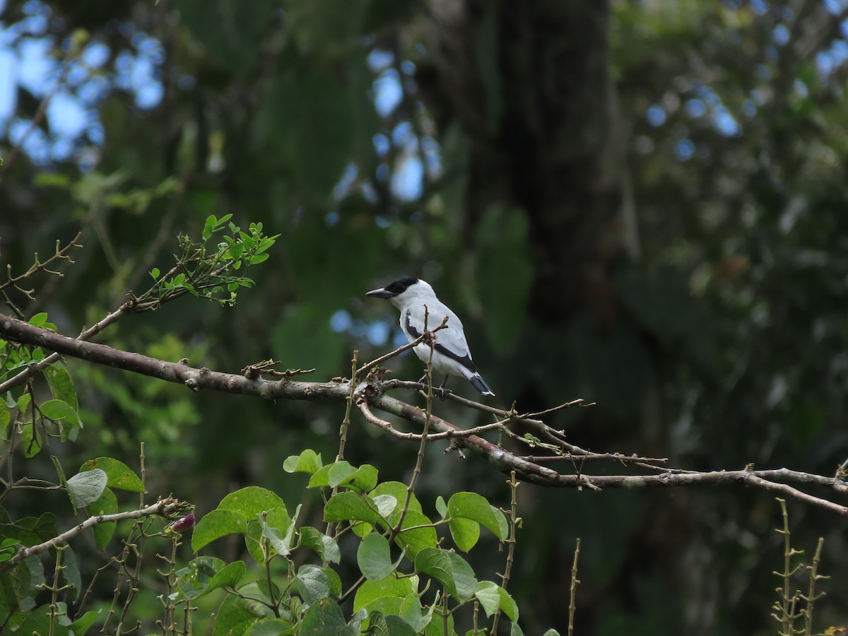 Black-crowned Tityra - ML643383073