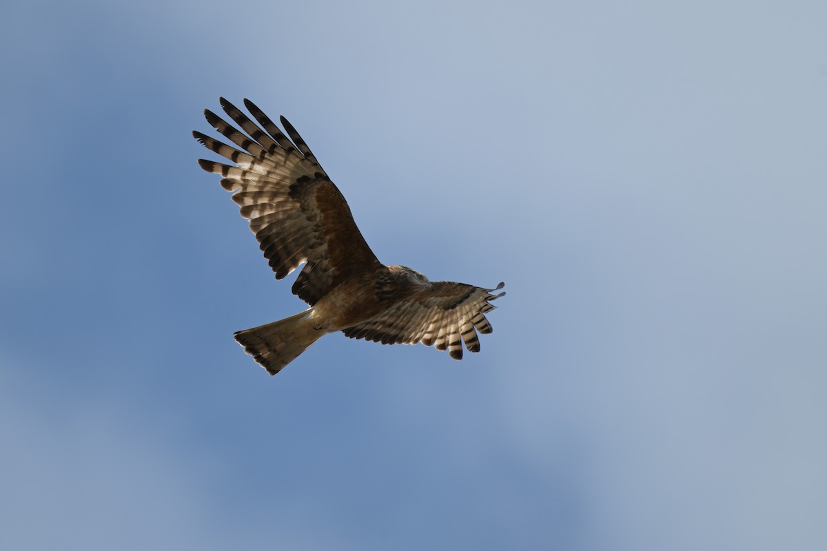 Square-tailed Kite - ML643383089