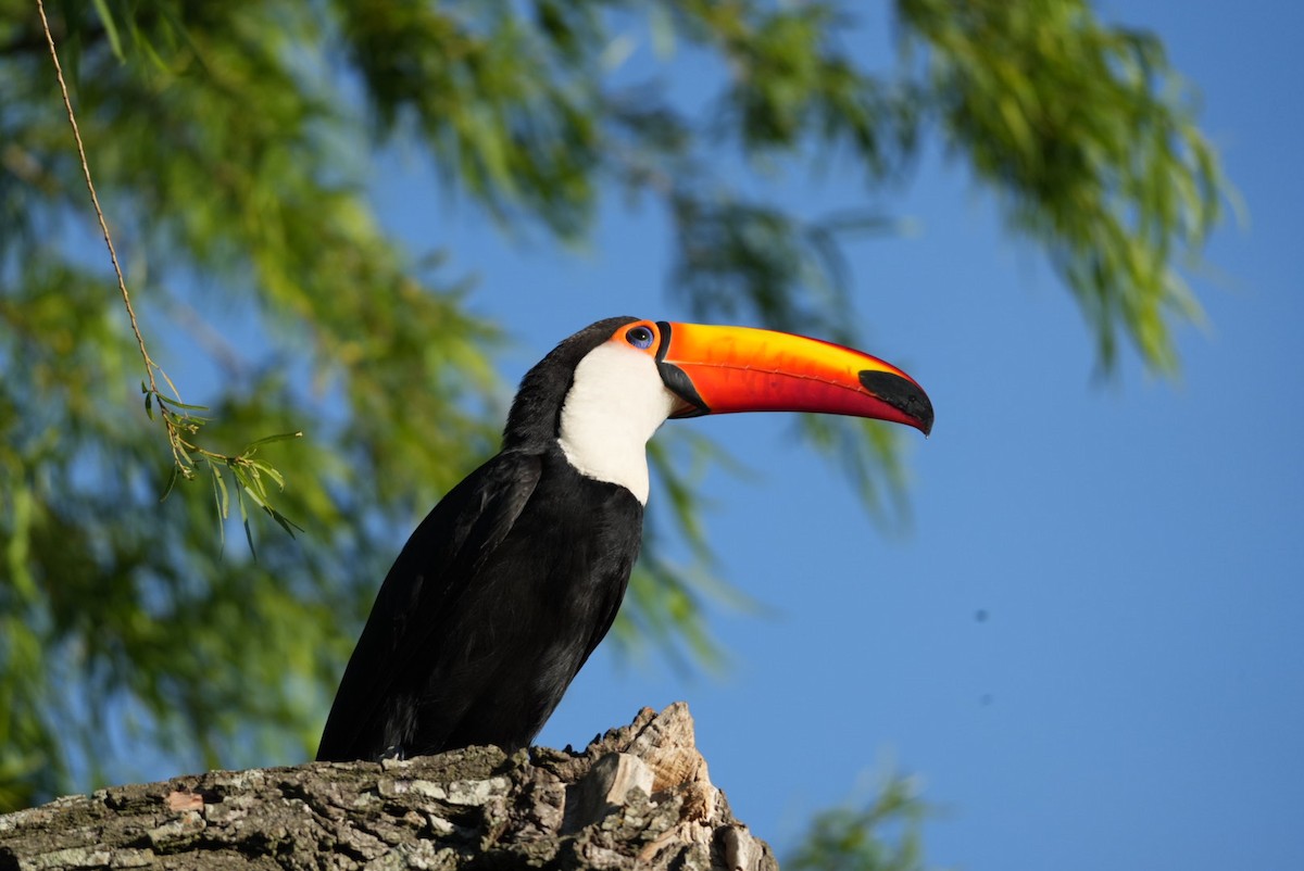 Toco Toucan - ML643383095