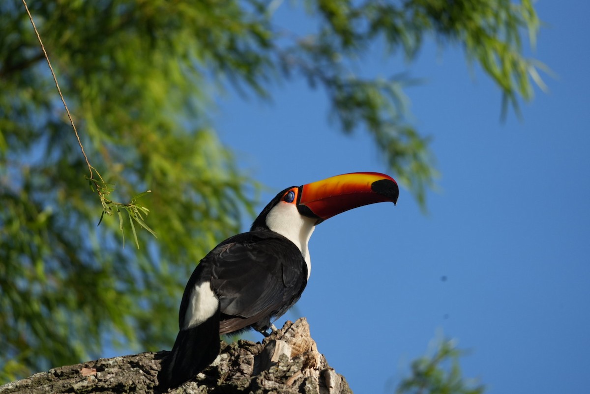 Toco Toucan - ML643383096