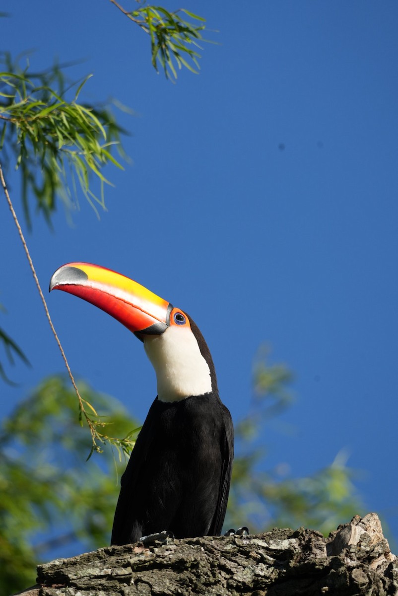 Toco Toucan - ML643383097