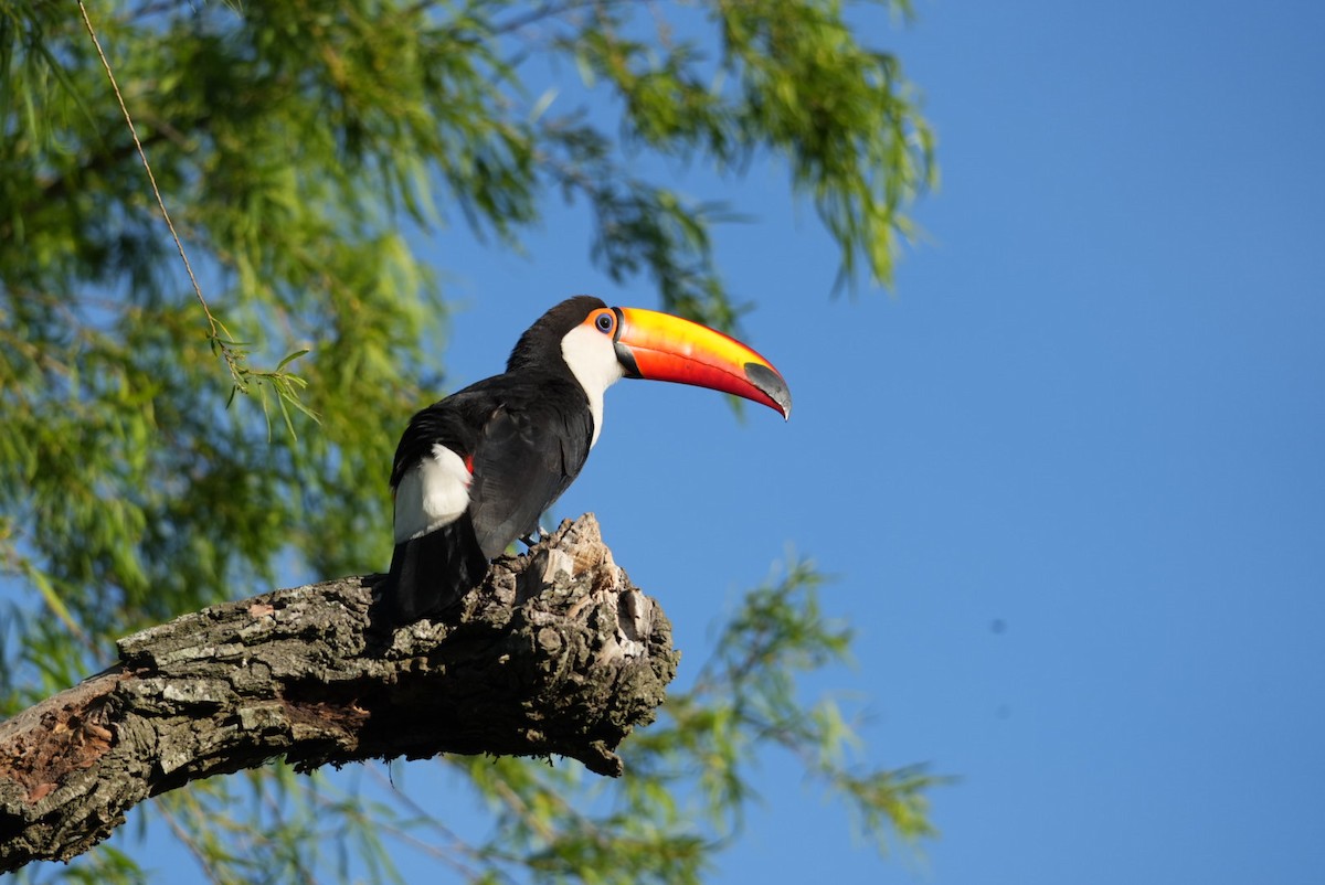 Toco Toucan - ML643383098