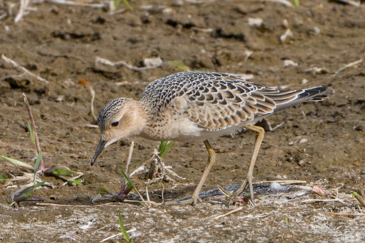 Buff-breasted Sandpiper - ML643383113