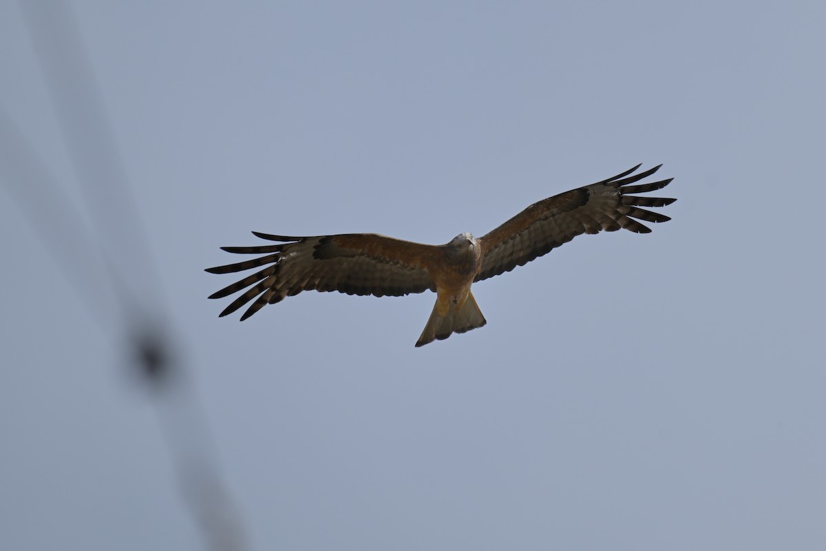 Square-tailed Kite - ML643383119