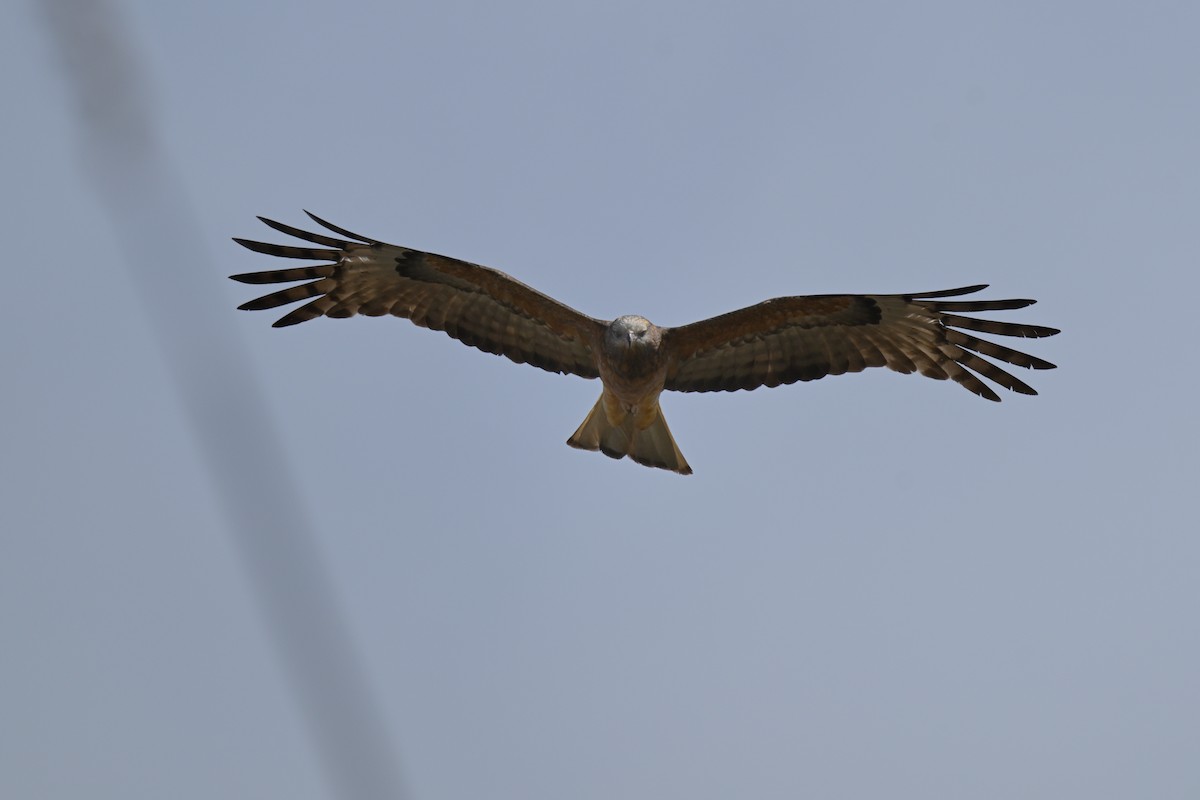 Square-tailed Kite - ML643383127