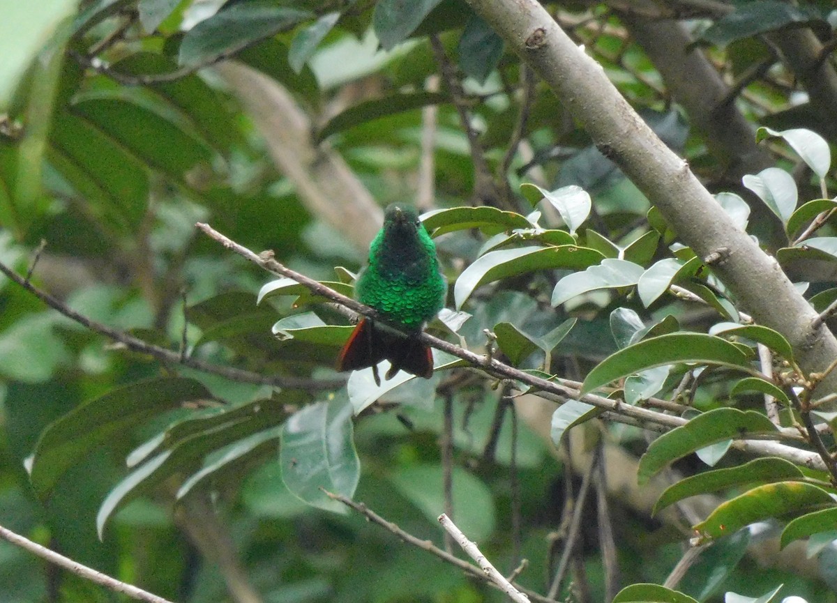 Berylline Hummingbird - ML643383128
