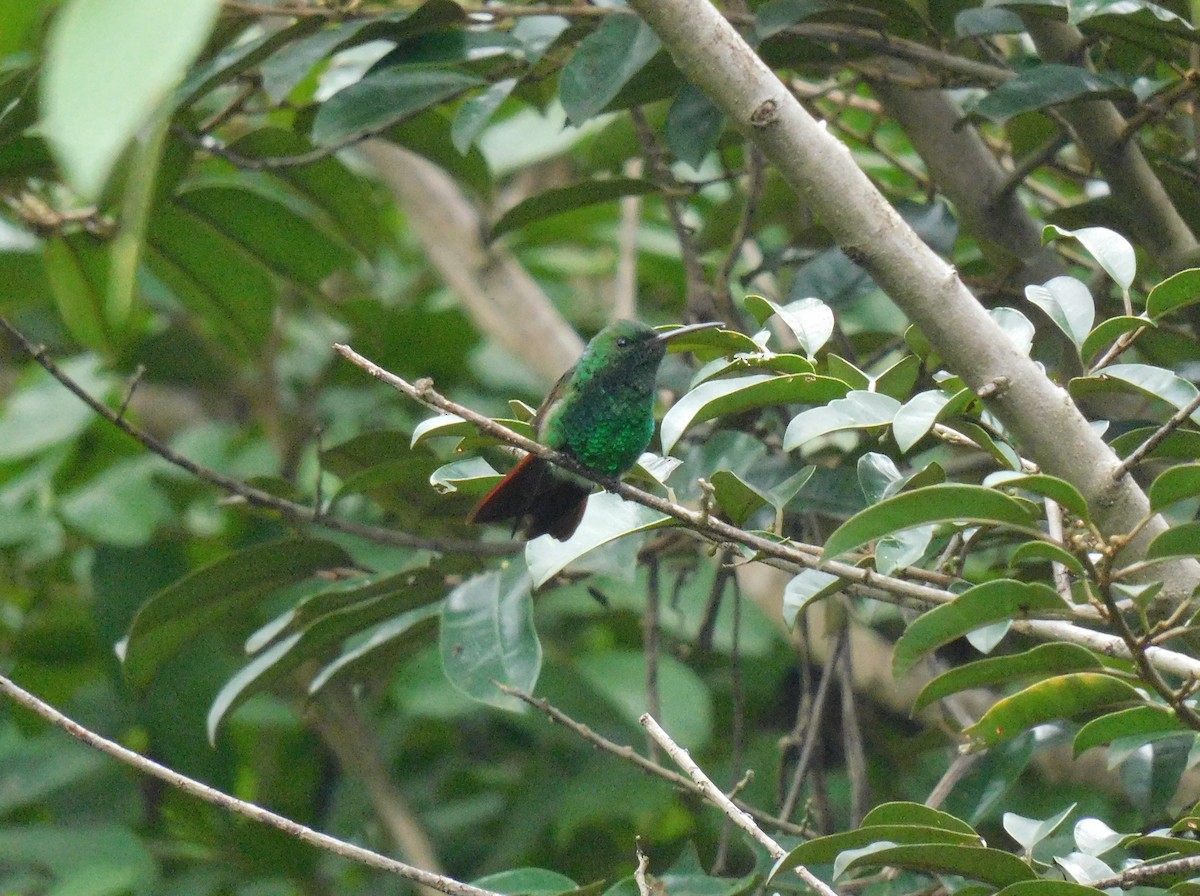Berylline Hummingbird - ML643383129