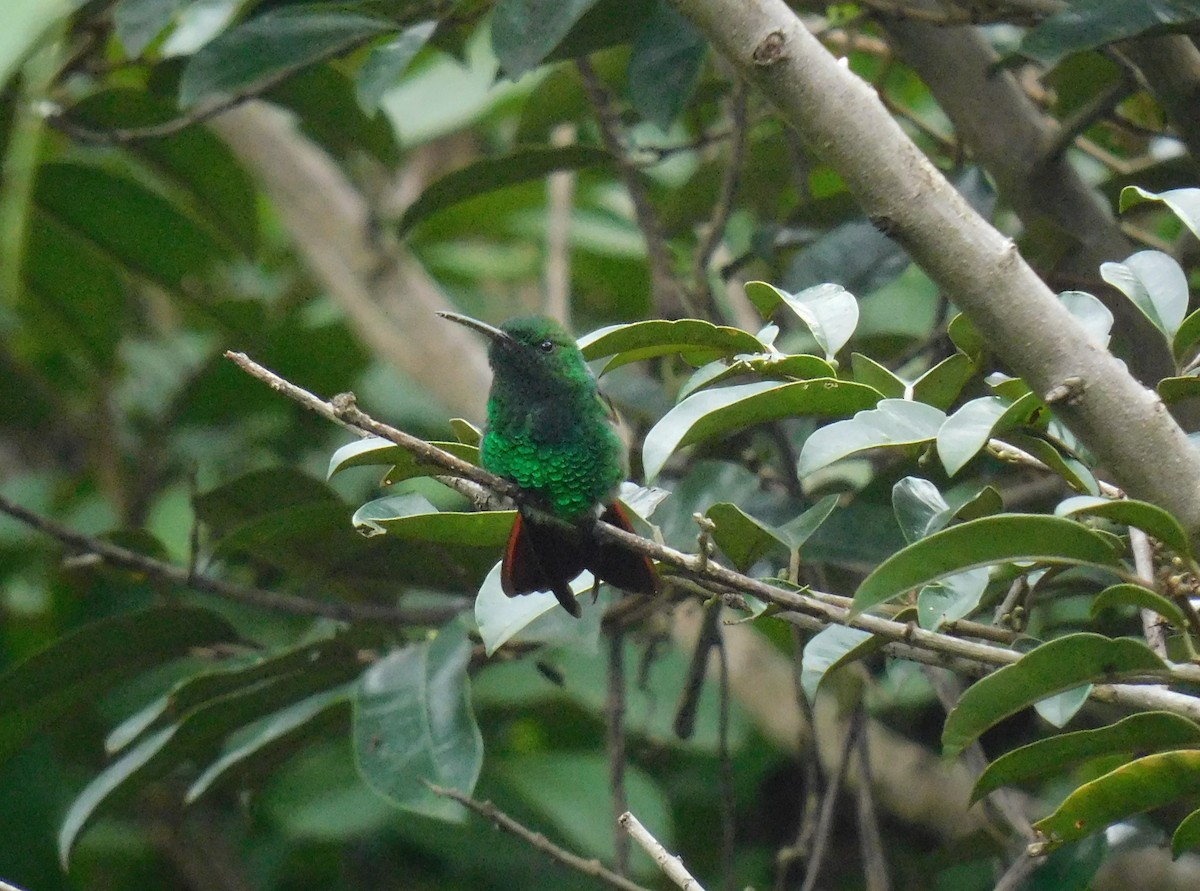 Berylline Hummingbird - ML643383131