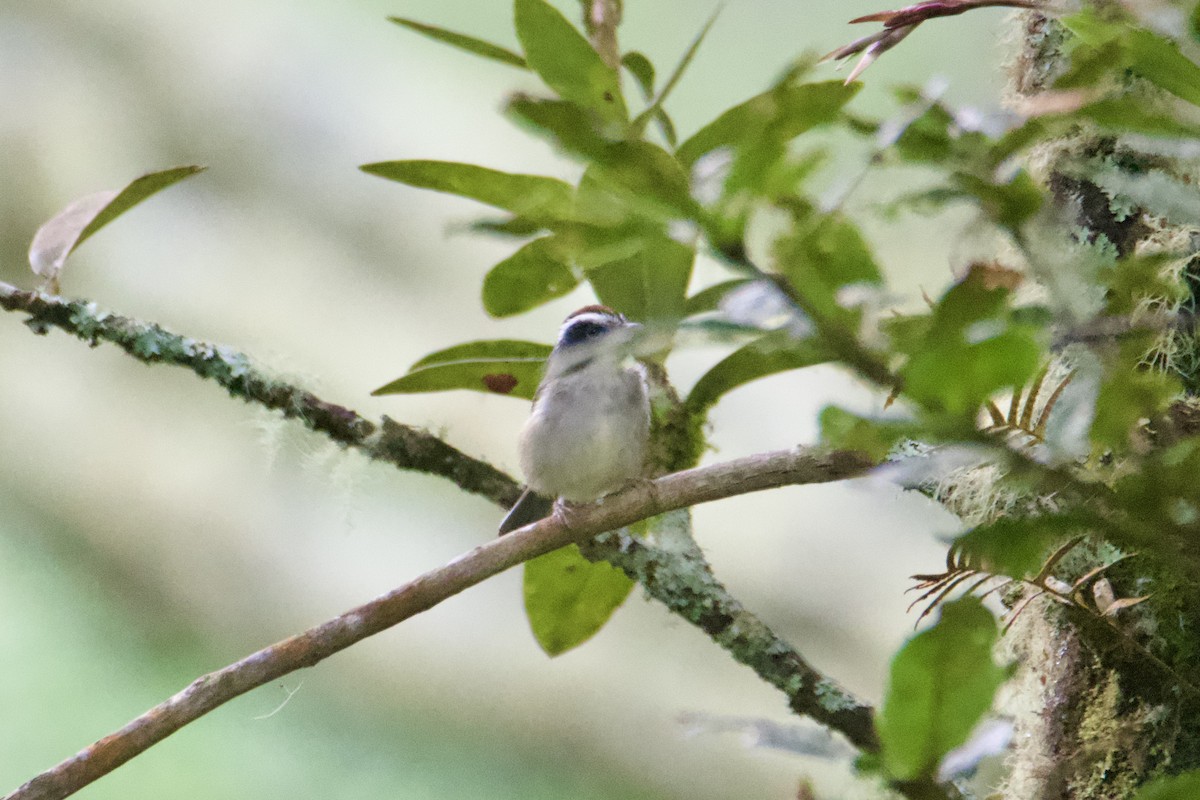Black-cheeked Warbler - ML643383140
