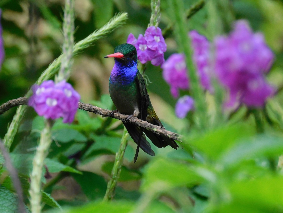 Blue-throated Goldentail - Luis Manuel Gómez