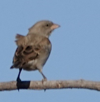 Southern Gray-headed Sparrow - ML643383154