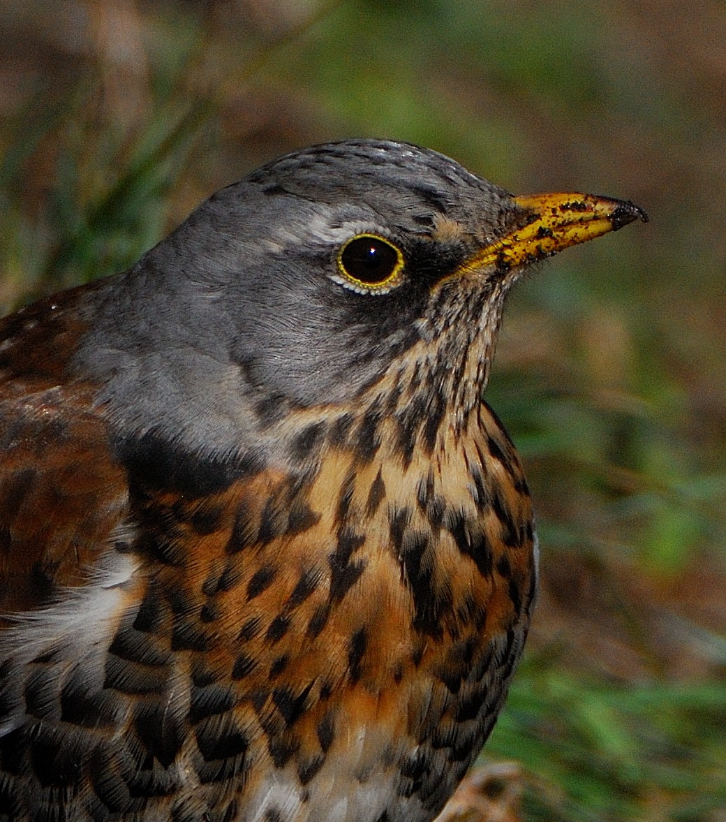 Fieldfare - ML643383178