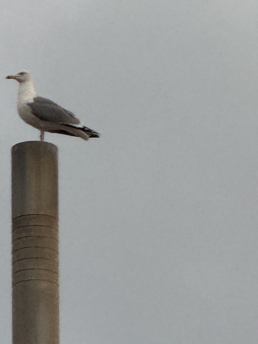 Yellow-legged Gull - ML643383182