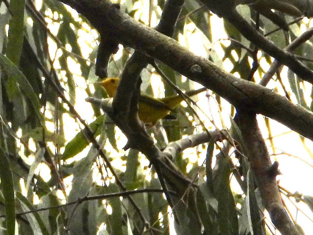 Wilson's Warbler - ML643383184