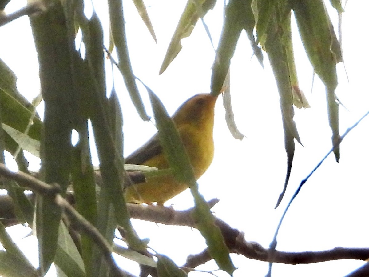 Wilson's Warbler - ML643383200