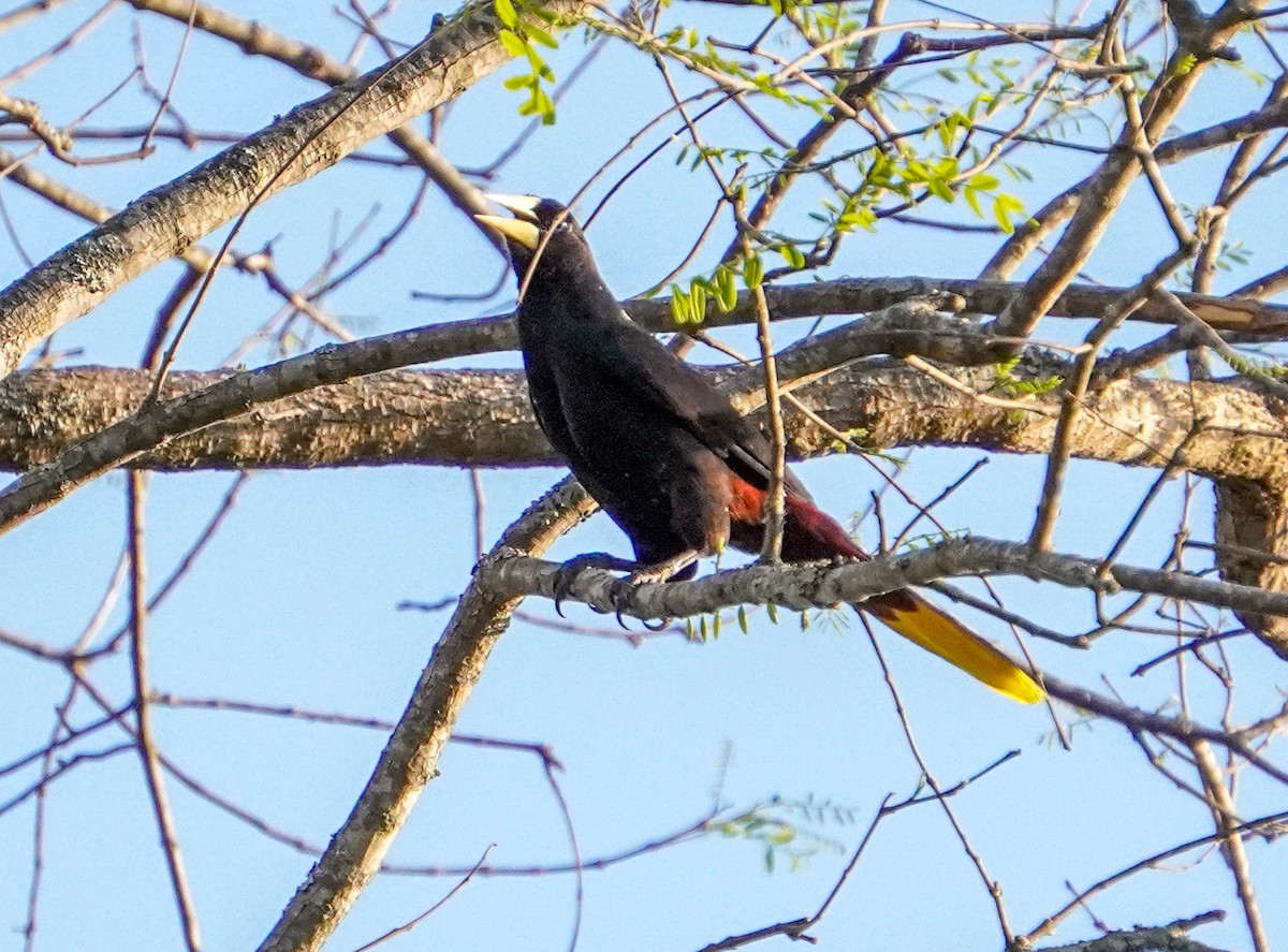 Crested Oropendola - ML643383206