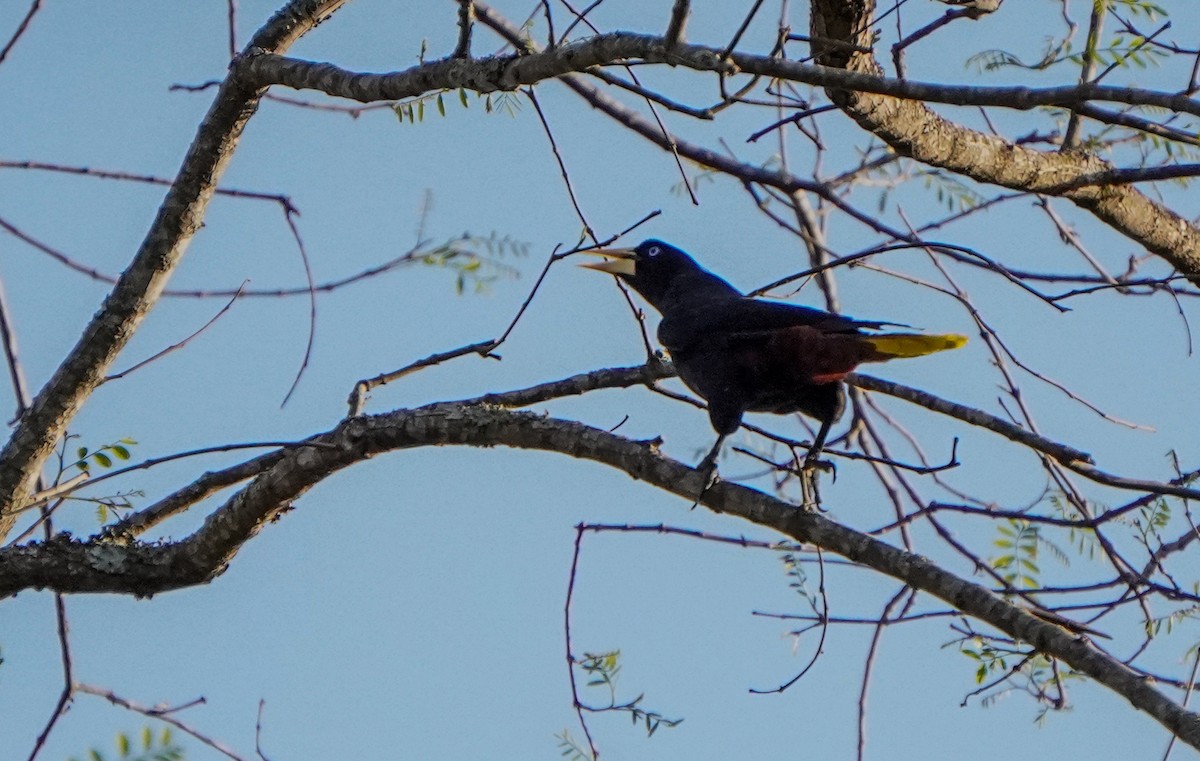 Crested Oropendola - ML643383210