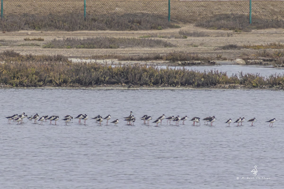 Black-necked Stilt - ML643383211