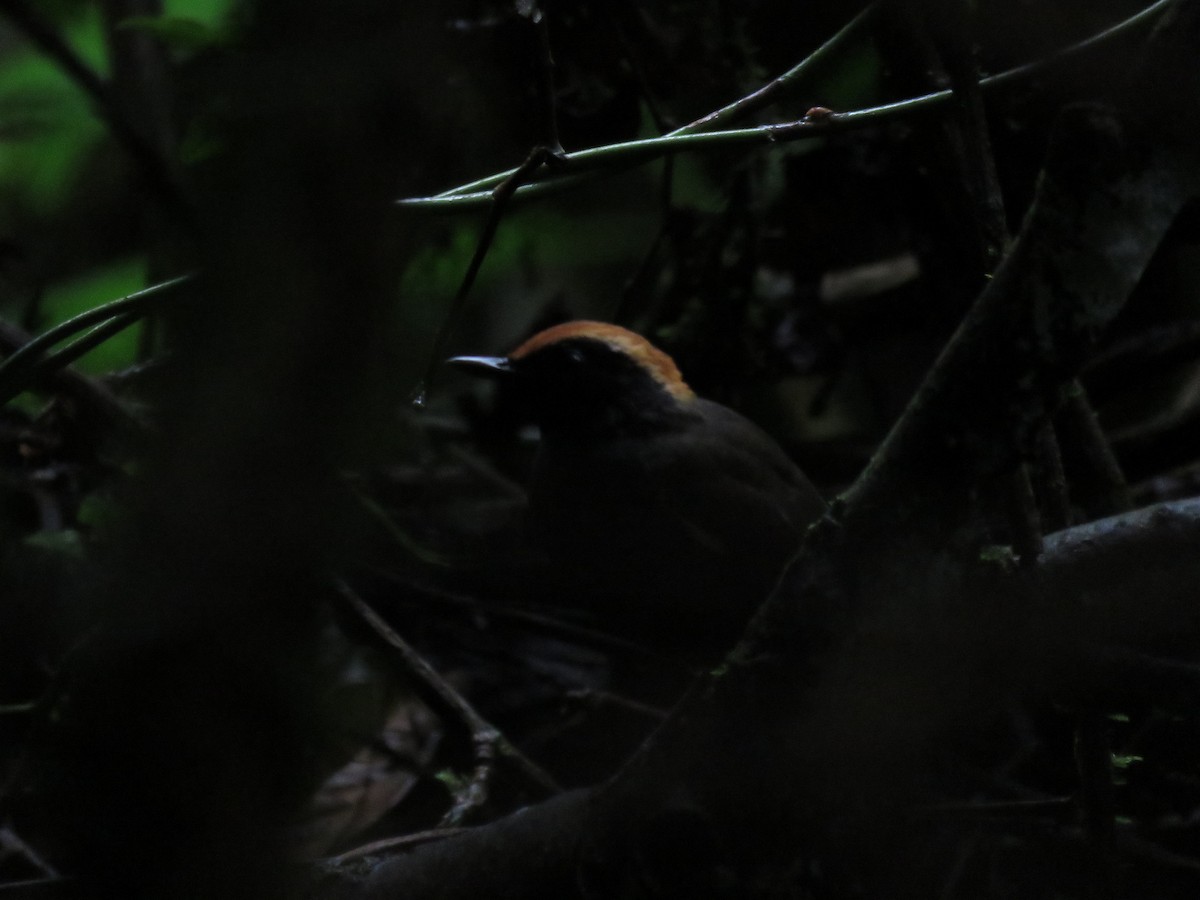 Rufous-capped Antthrush - ML643383232