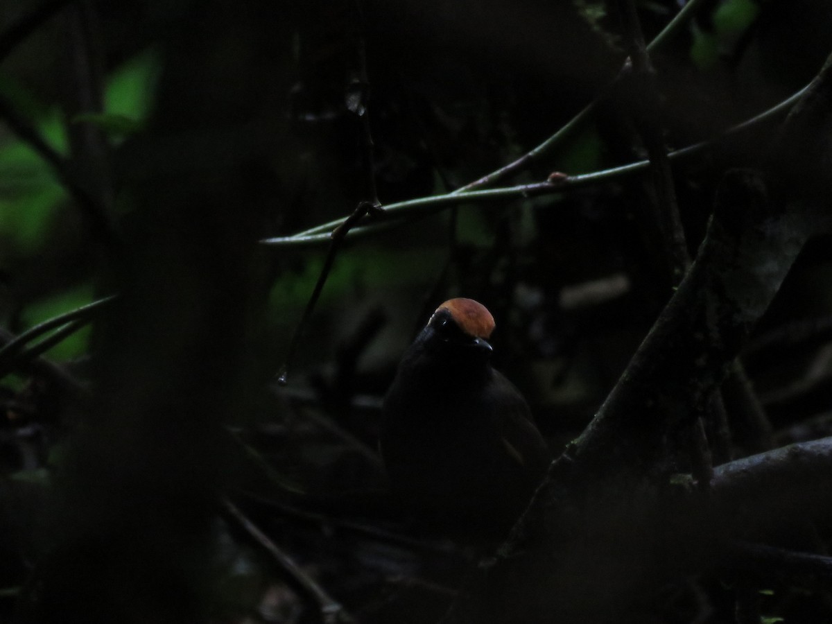Rufous-capped Antthrush - ML643383233