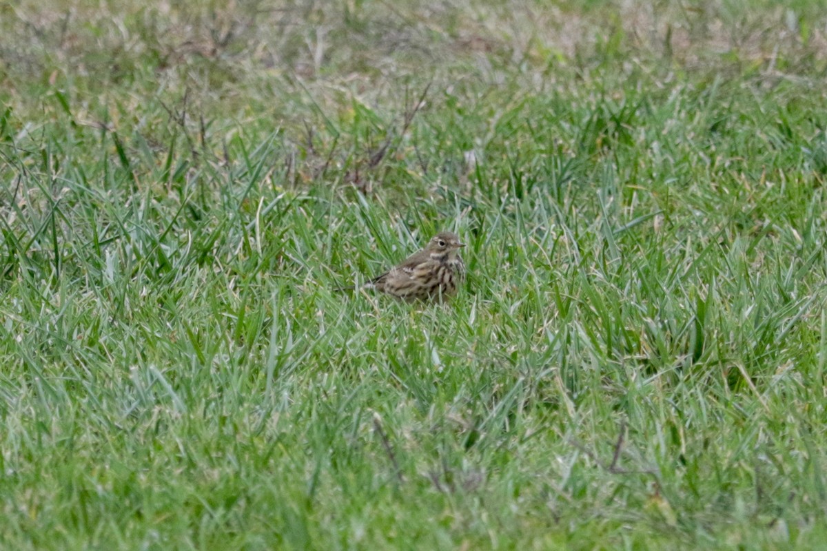 American Pipit - ML643383238