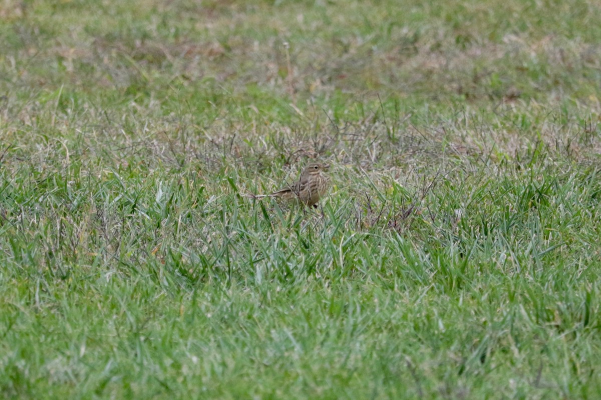 American Pipit - ML643383239