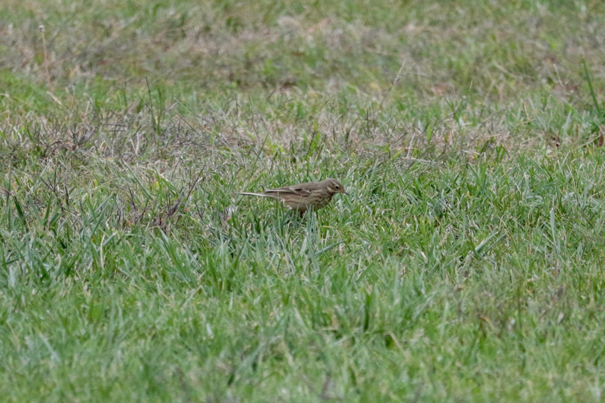 American Pipit - ML643383240