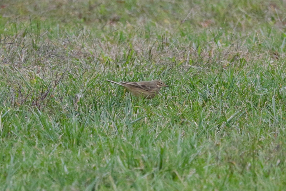 American Pipit - ML643383241