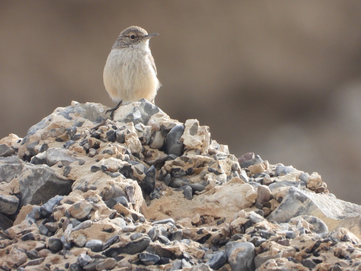 Rock Wren - ML643383243