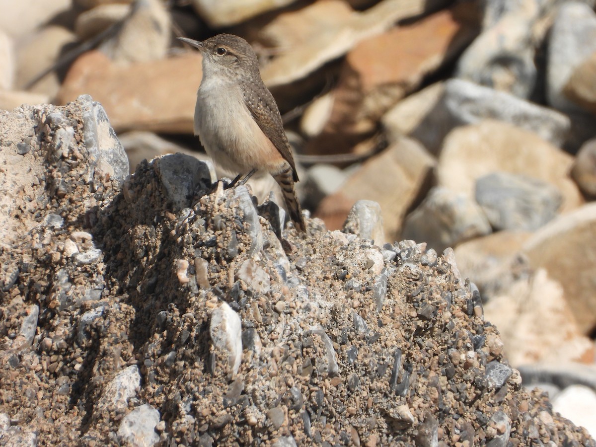 Rock Wren - ML643383244
