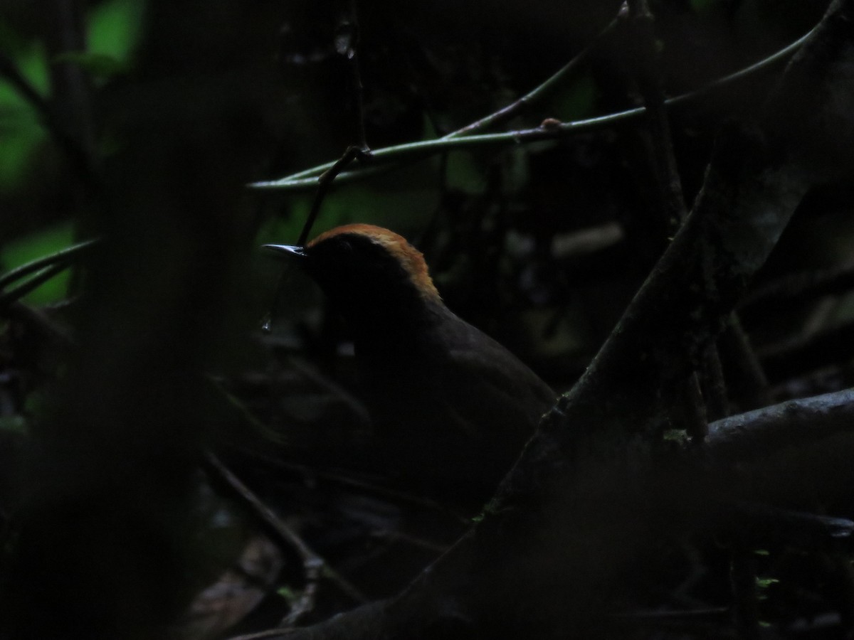 Rufous-capped Antthrush - ML643383251