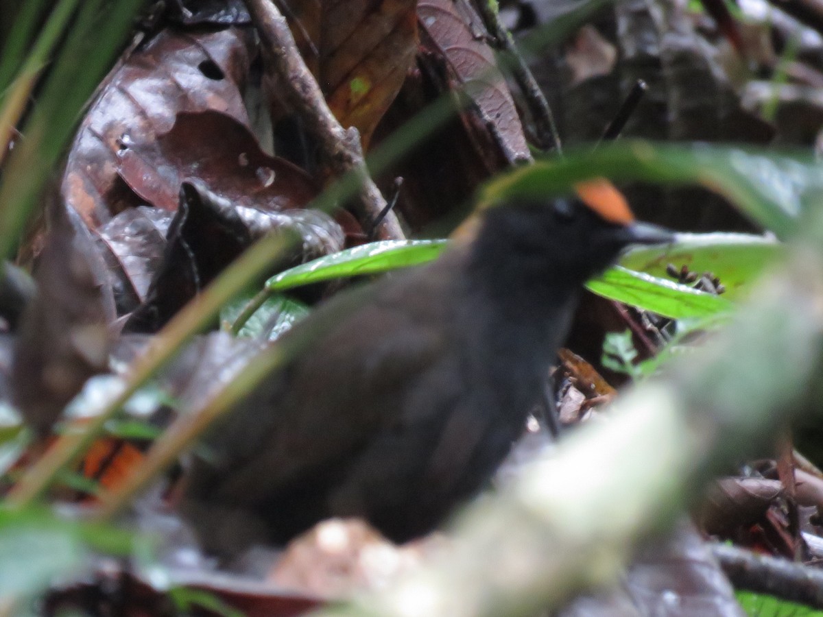 Rufous-capped Antthrush - ML643383252