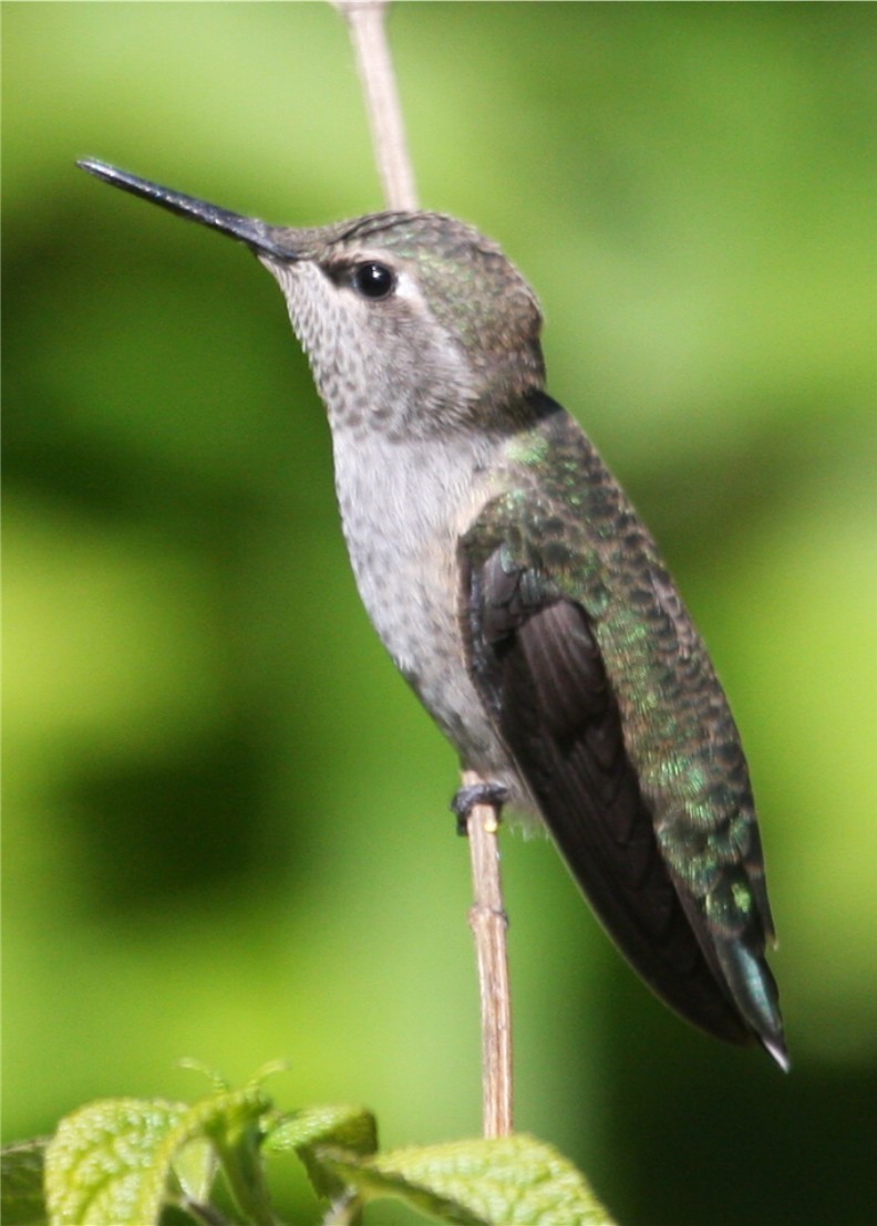 Rufous/Allen's Hummingbird - ML643383254