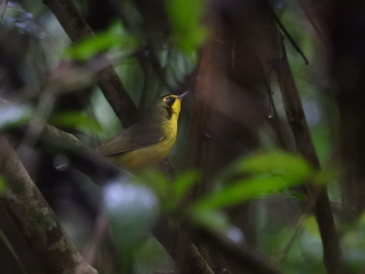 Kentucky Warbler - ML643383256