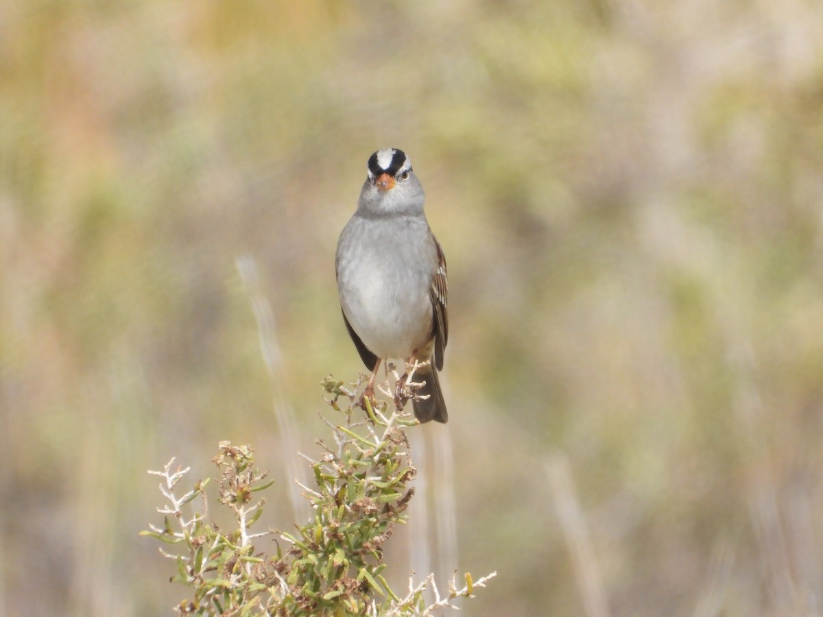 White-crowned Sparrow - ML643383257