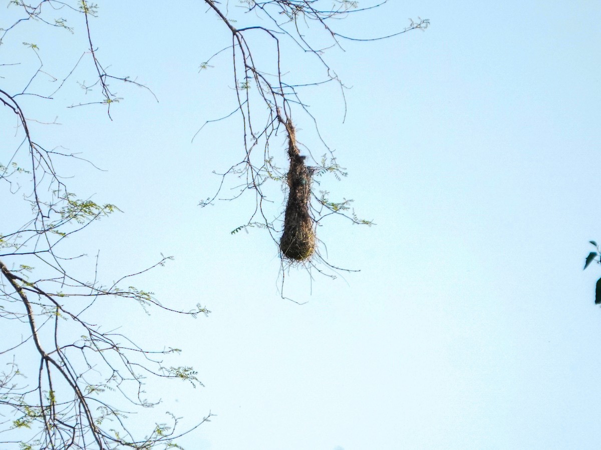 Crested Oropendola - ML643383267