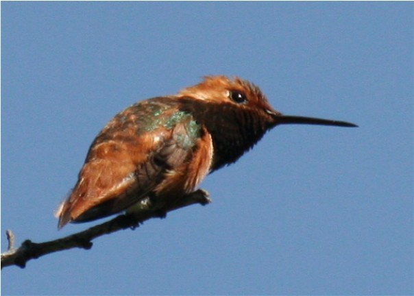 Rufous/Allen's Hummingbird - ML643383273