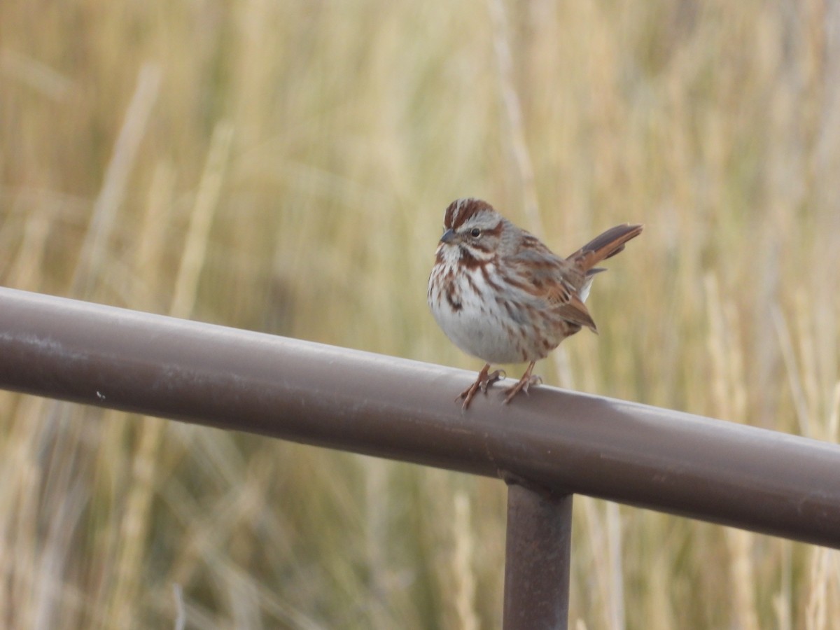 Song Sparrow - ML643383277