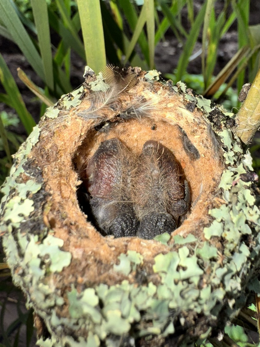Volcano Hummingbird - ML643383279