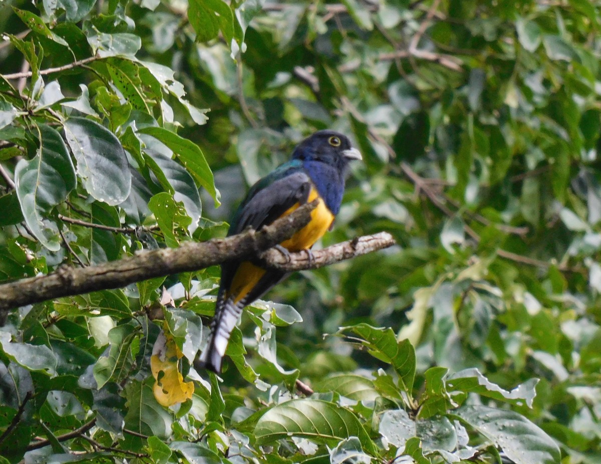 Gartered Trogon - ML643383284