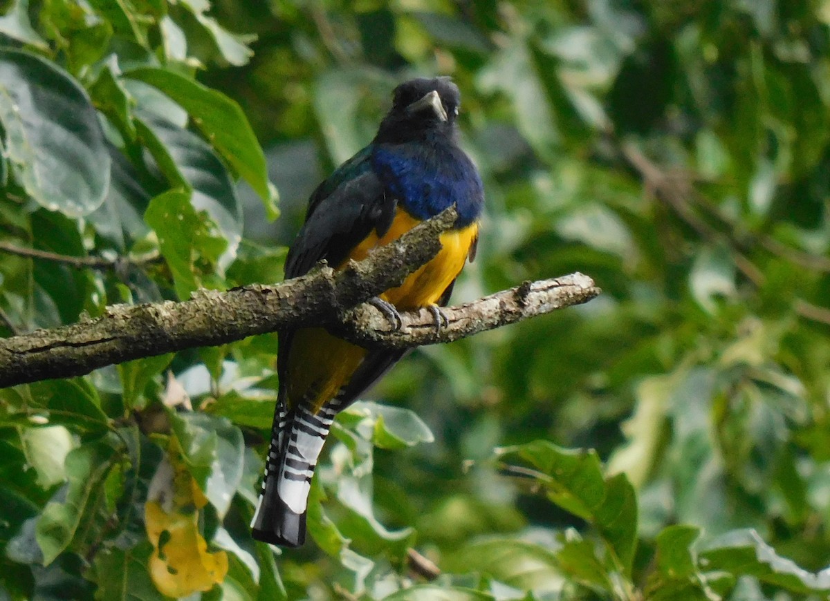 Gartered Trogon - ML643383285