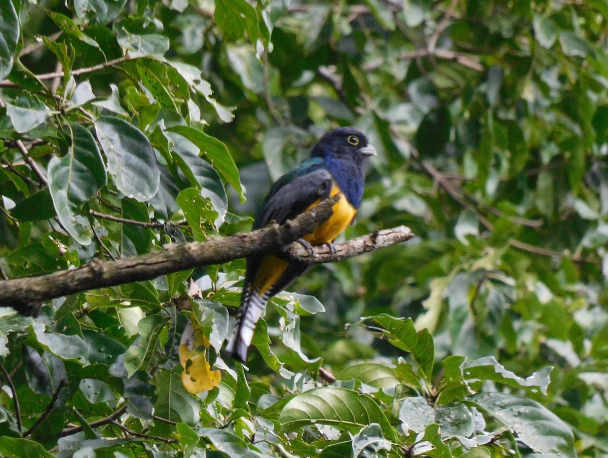 Gartered Trogon - ML643383286