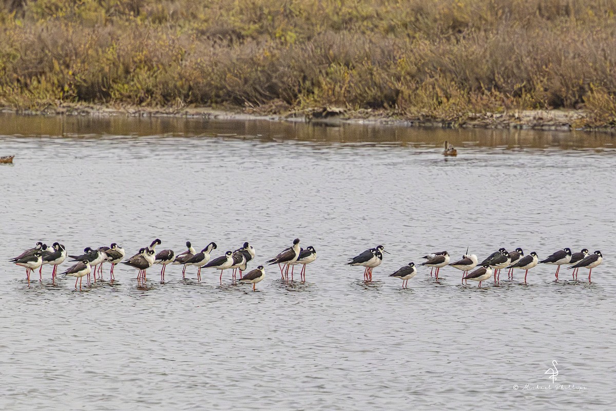 Black-necked Stilt - ML643383288