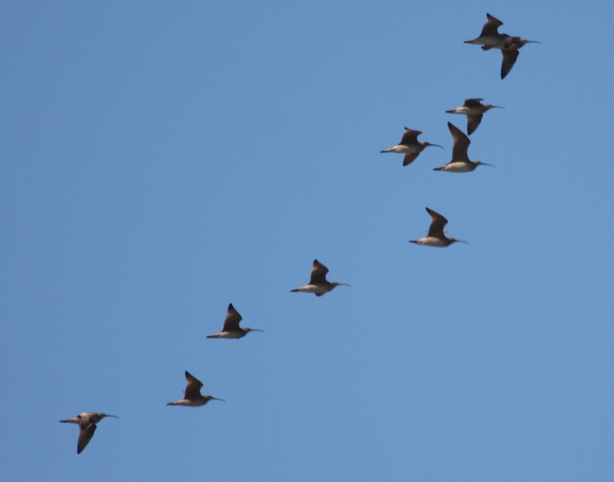 Long-billed Curlew - ML643383300