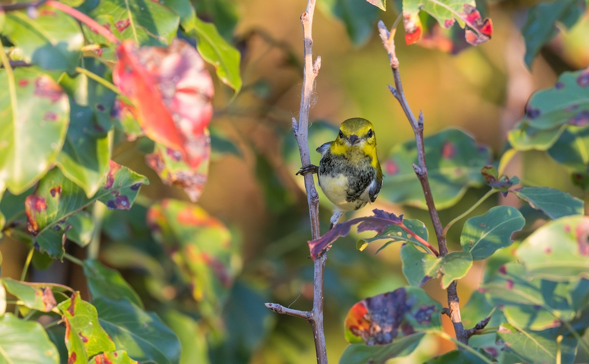 סבכון צהוב-ראש - ML643383301
